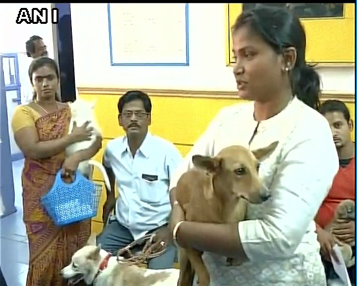 chien-jete-toit-inde-2