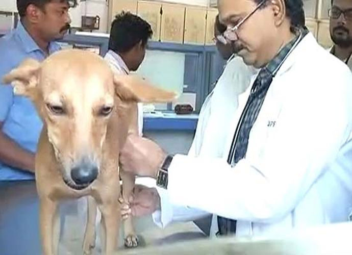 chien-jete-toit-inde-7