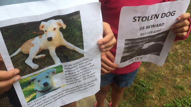 Petey-Missing-Dog-050816