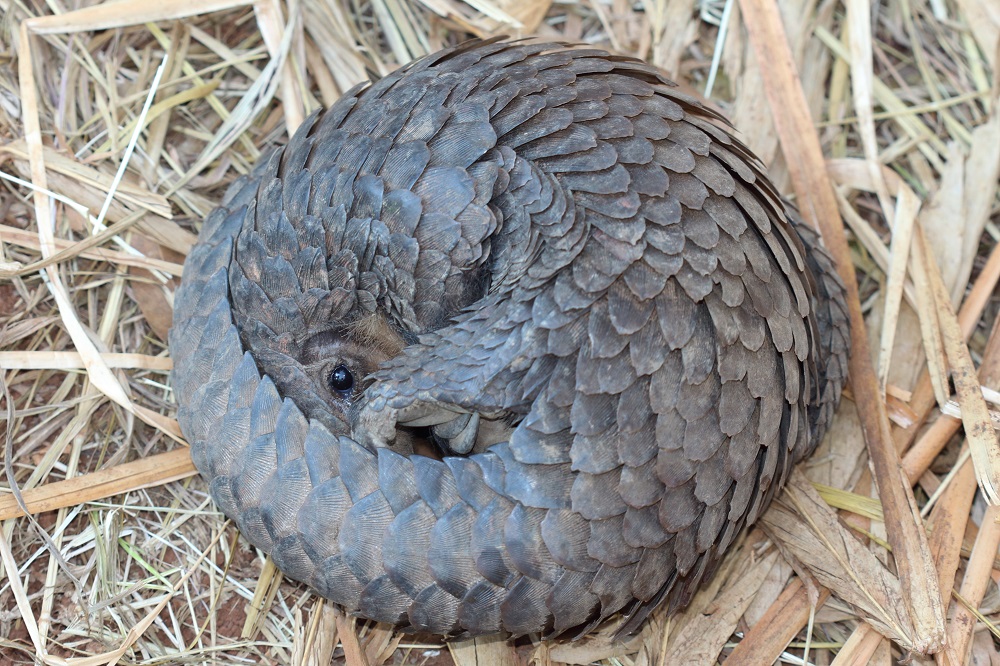 pangolin-plastics-3