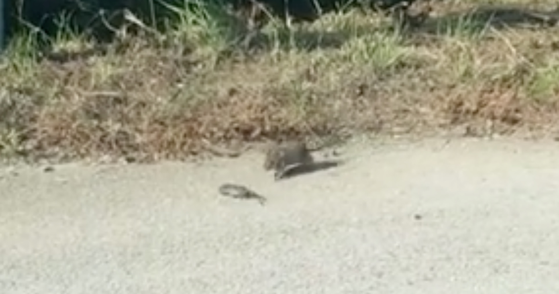 rat-maman-serpent-attaque-9