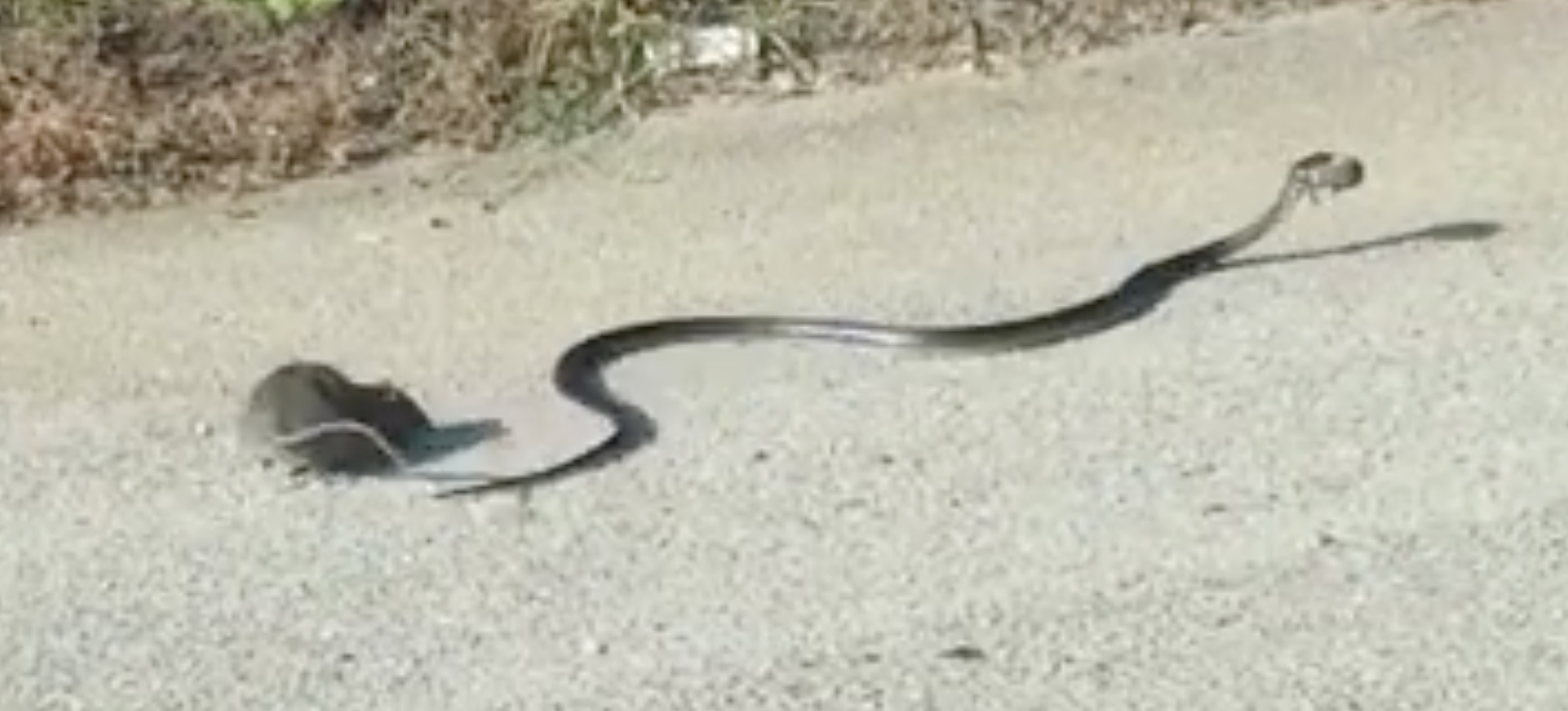 rat-maman-serpent-attaque-4