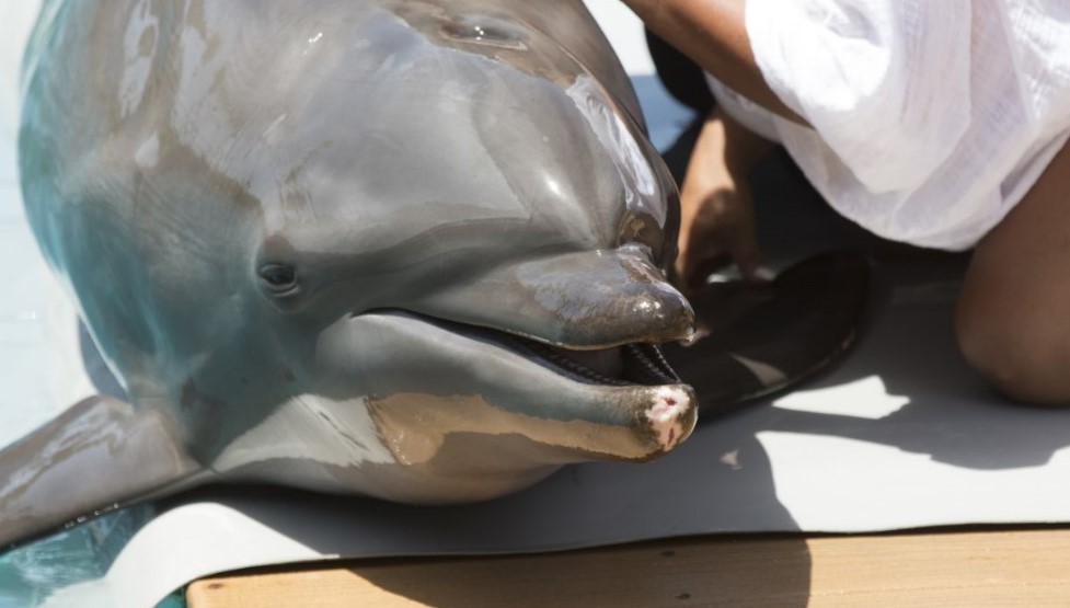 parc-dauphins-arizona-7