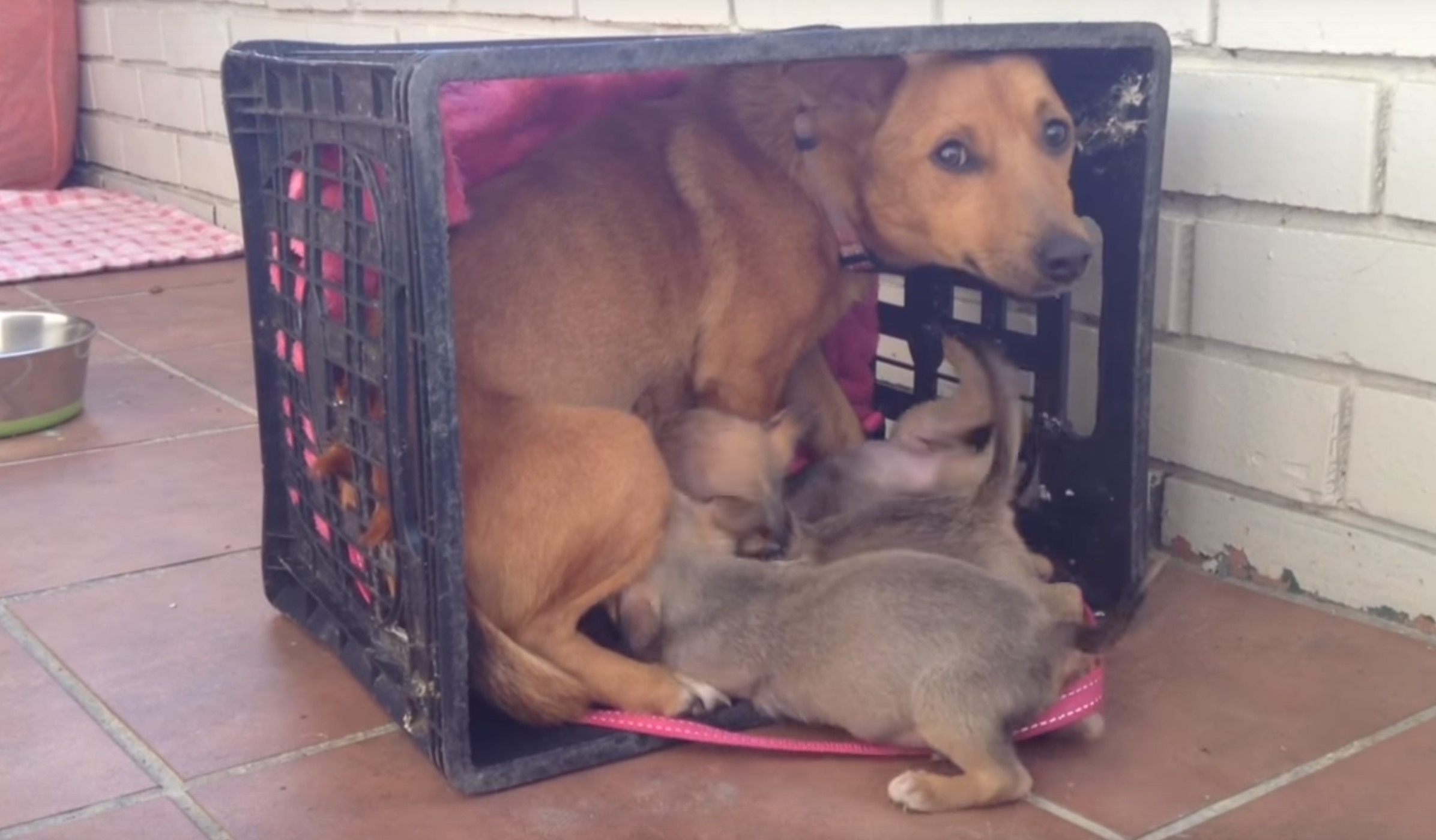 maman-chien-retrouvaille-7-chiots-8