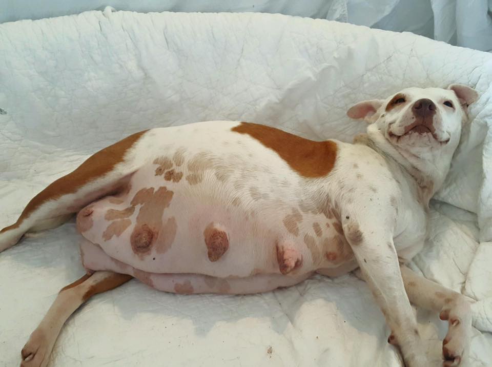 dory-pregnant-dog-2