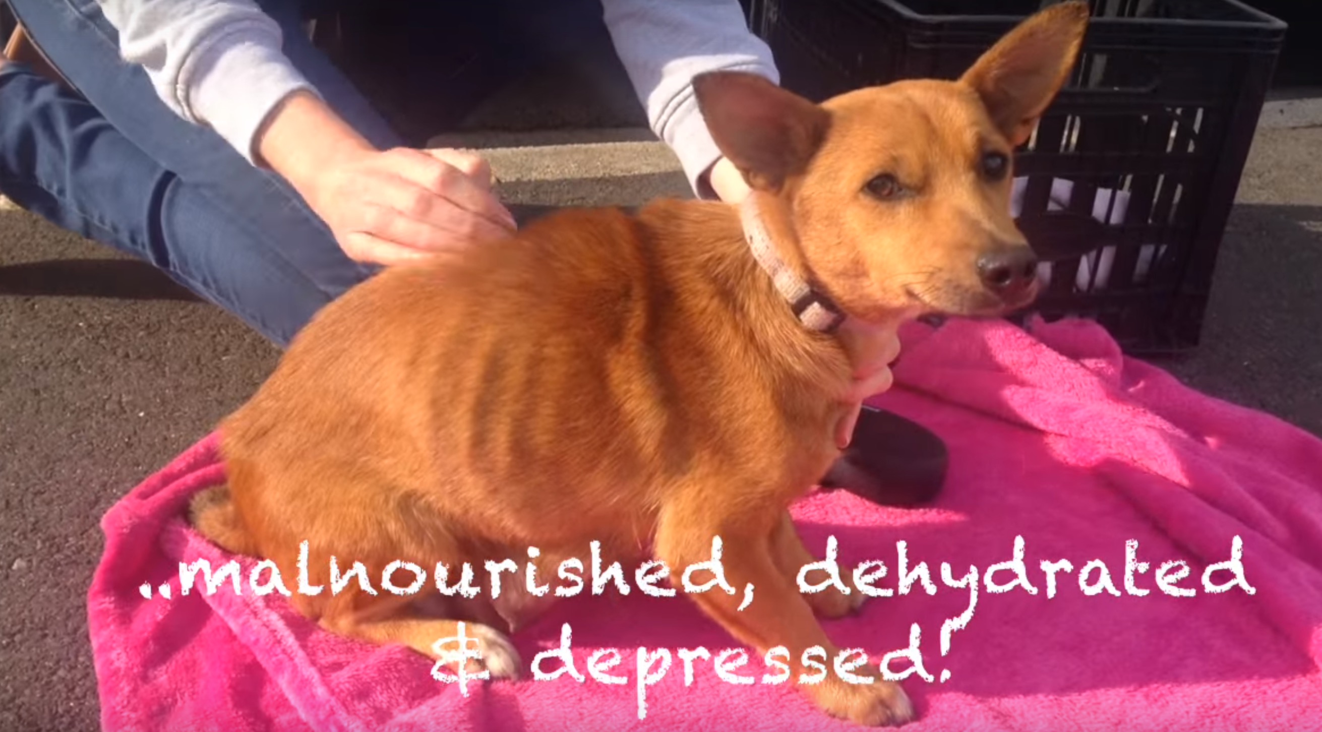 maman-chien-retrouvaille-7-chiots-3