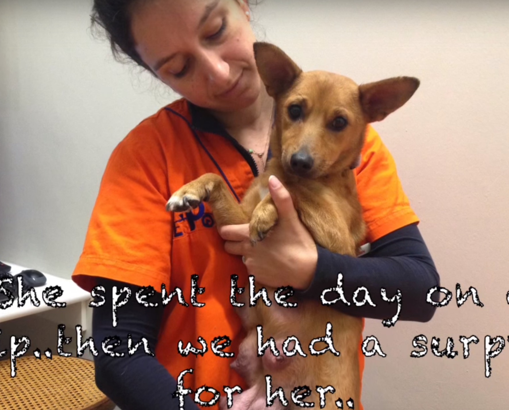 maman-chien-retrouvaille-7-chiots-7