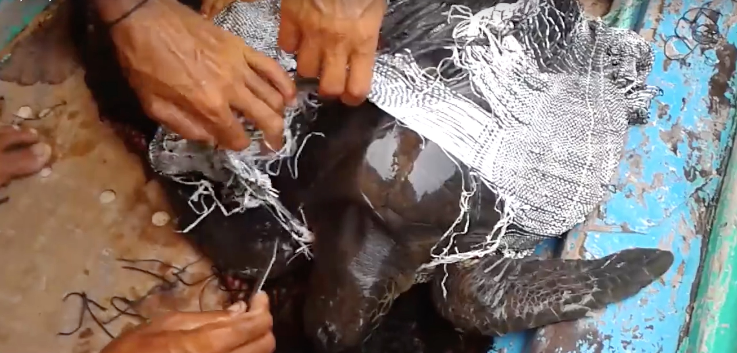 wwf-sauvetage-tortue-marine-7