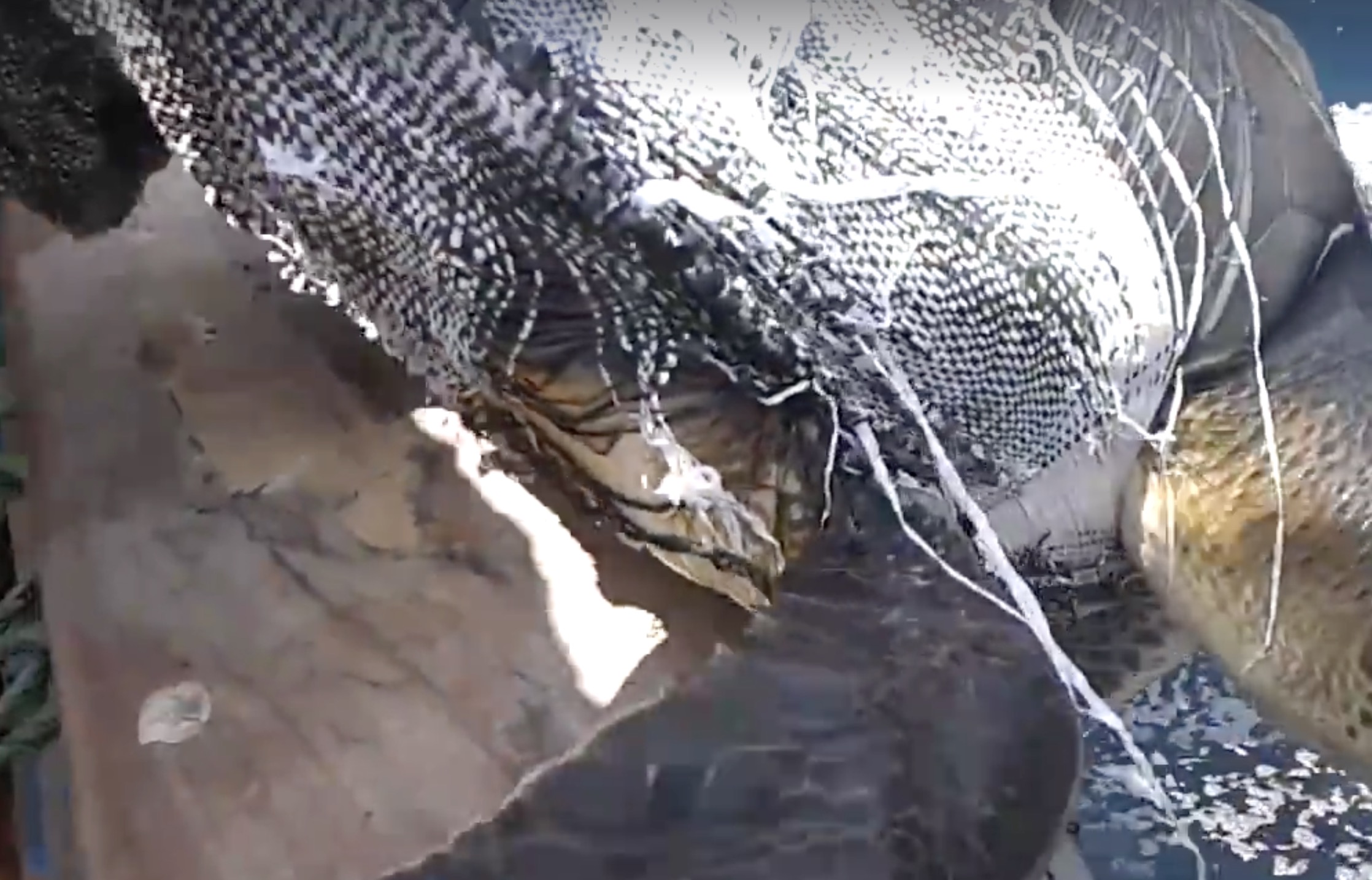 wwf-sauvetage-tortue-marine-4