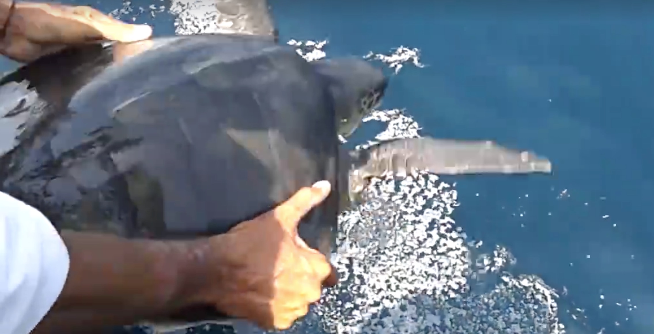 wwf-sauvetage-tortue-marine-6