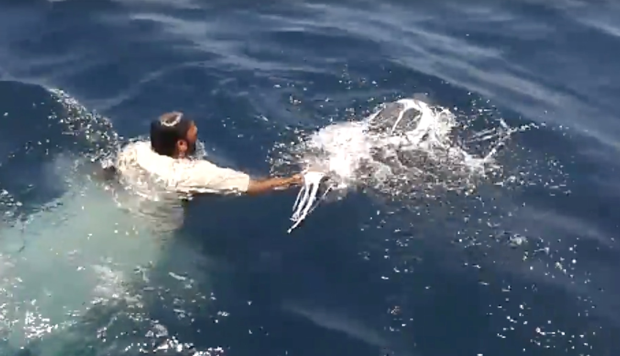 wwf-sauvetage-tortue-marine-2