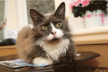 cleo-nancy-reunion-1