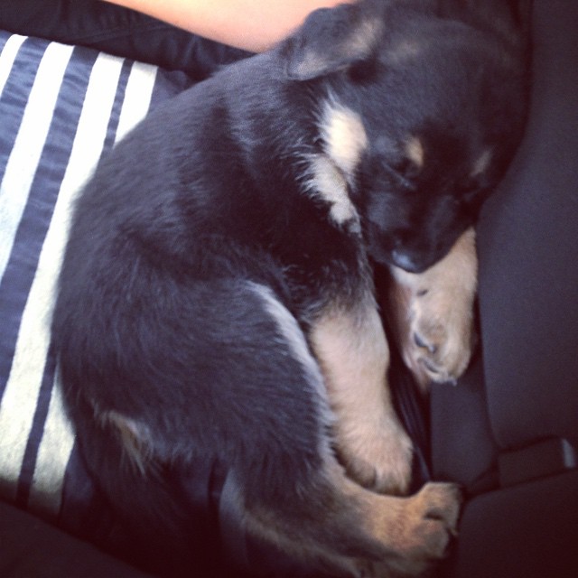 Berger-Allemand-fait-3