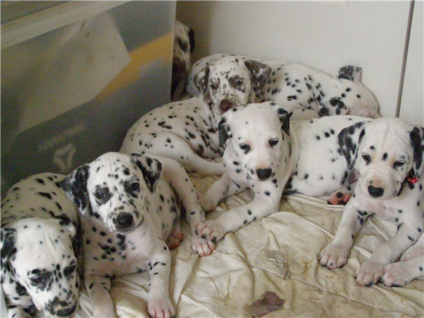 marks phone 136-bmp-1148_600_450