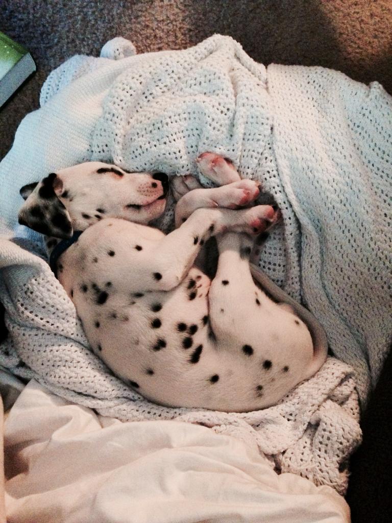 35 Reasons You Need A Dalmatian In Your Life BowWow Times