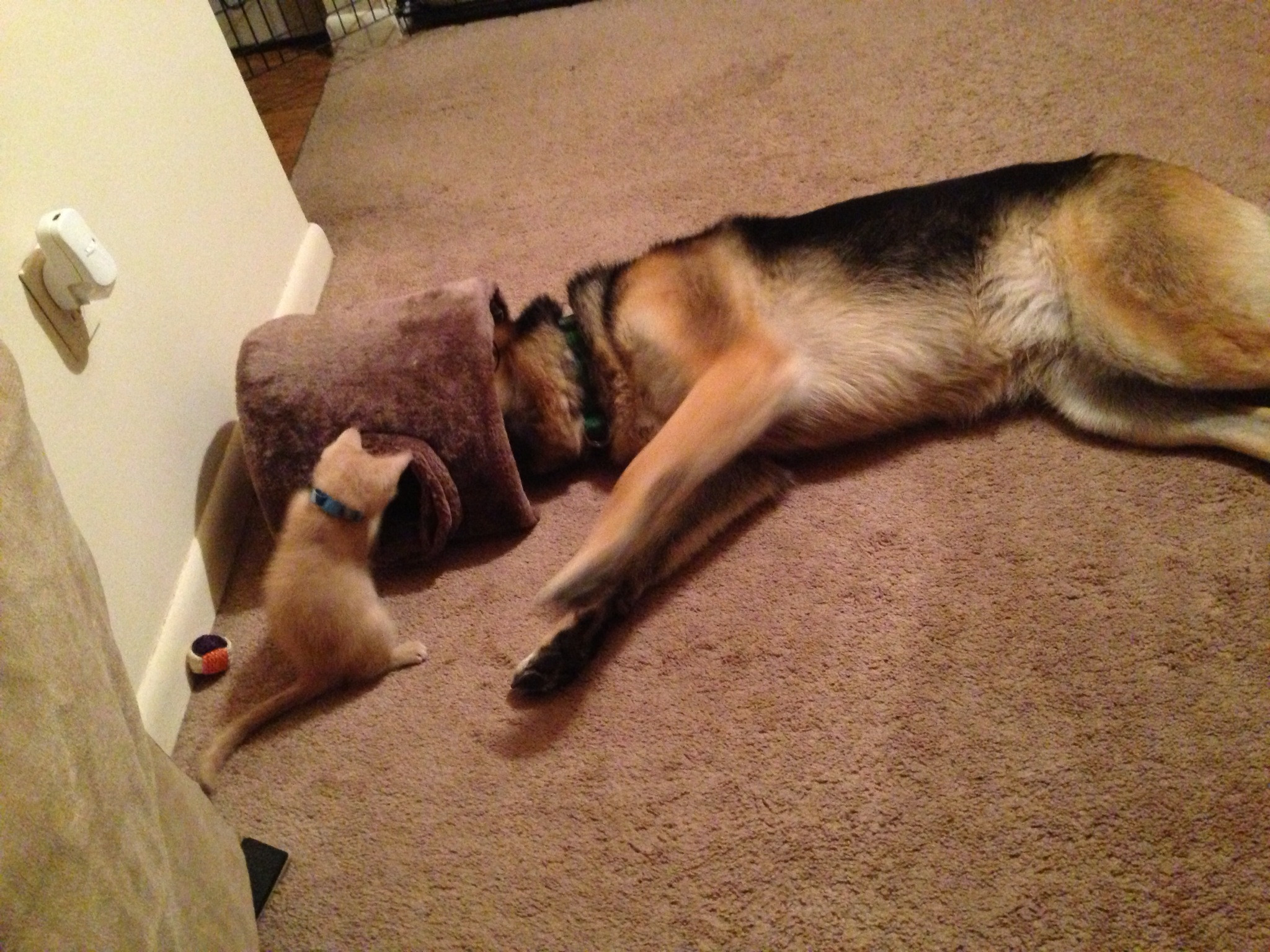 Berger-Allemand-fait-5