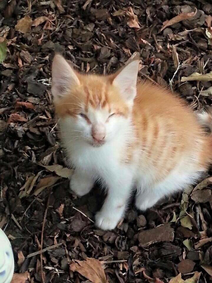 stevie-isaac-kittens-1