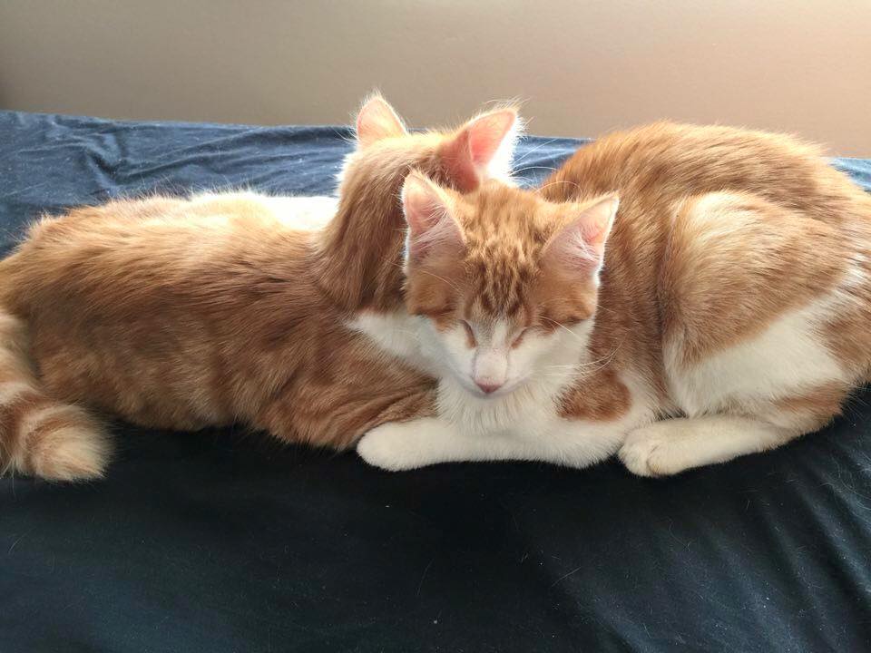 stevie-isaac-kittens-6