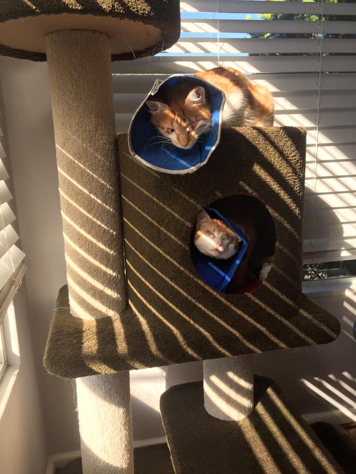 stevie-isaac-kittens-4