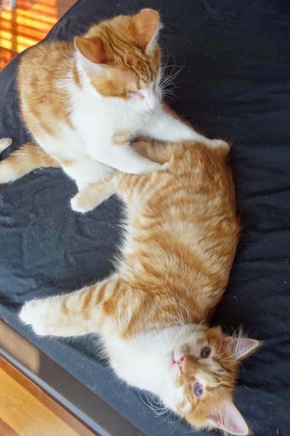 stevie-isaac-kittens-3