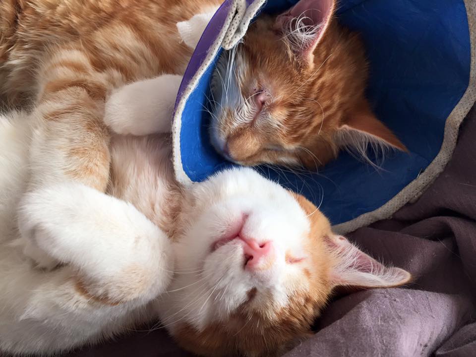 stevie-isaac-kittens-5