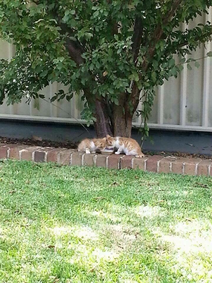 stevie-isaac-kittens-2