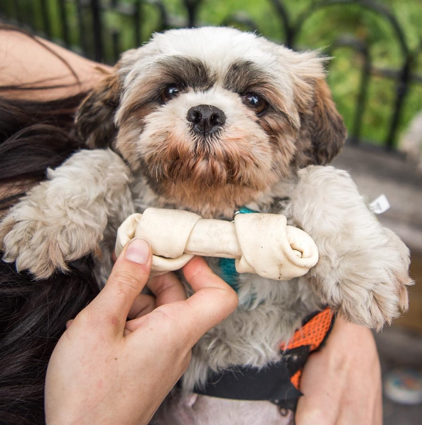 prendre-photo-chien-7