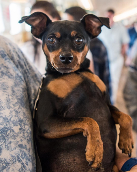 prendre-photo-chien-1