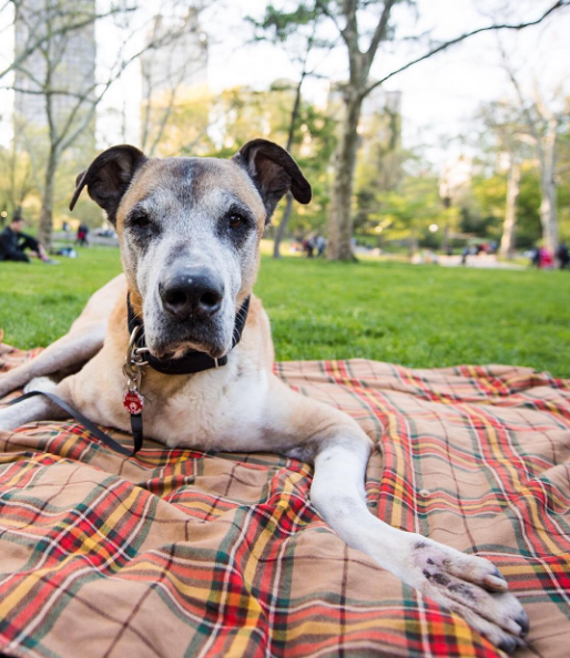 prendre-photo-chien-11