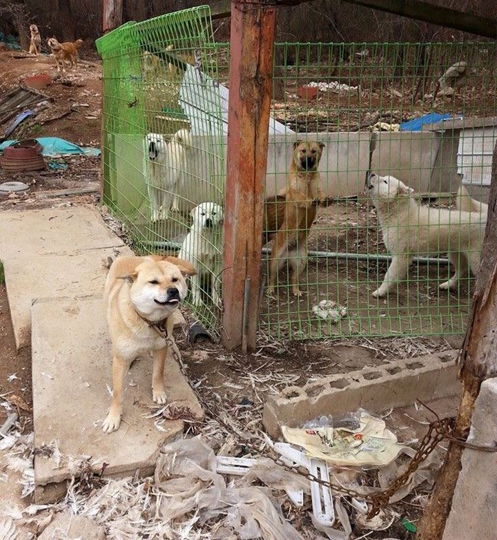 bok-nal-festival-viande-chien-coree-sud-1