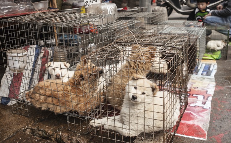 bok-nal-festival-viande-chien-coree-sud-4