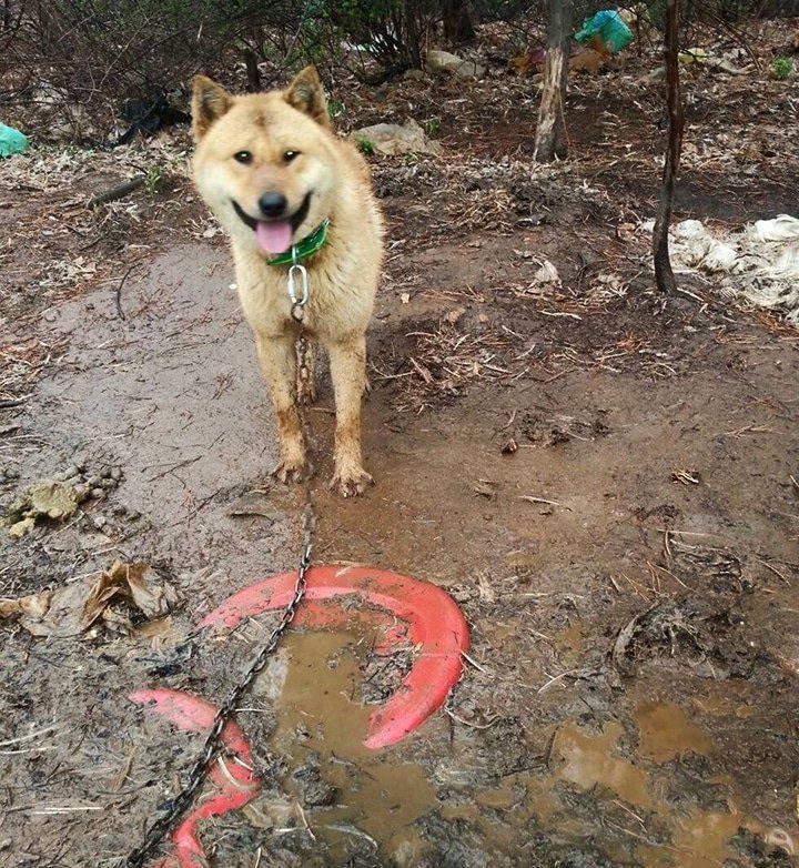bok-nal-festival-viande-chien-coree-sud-3