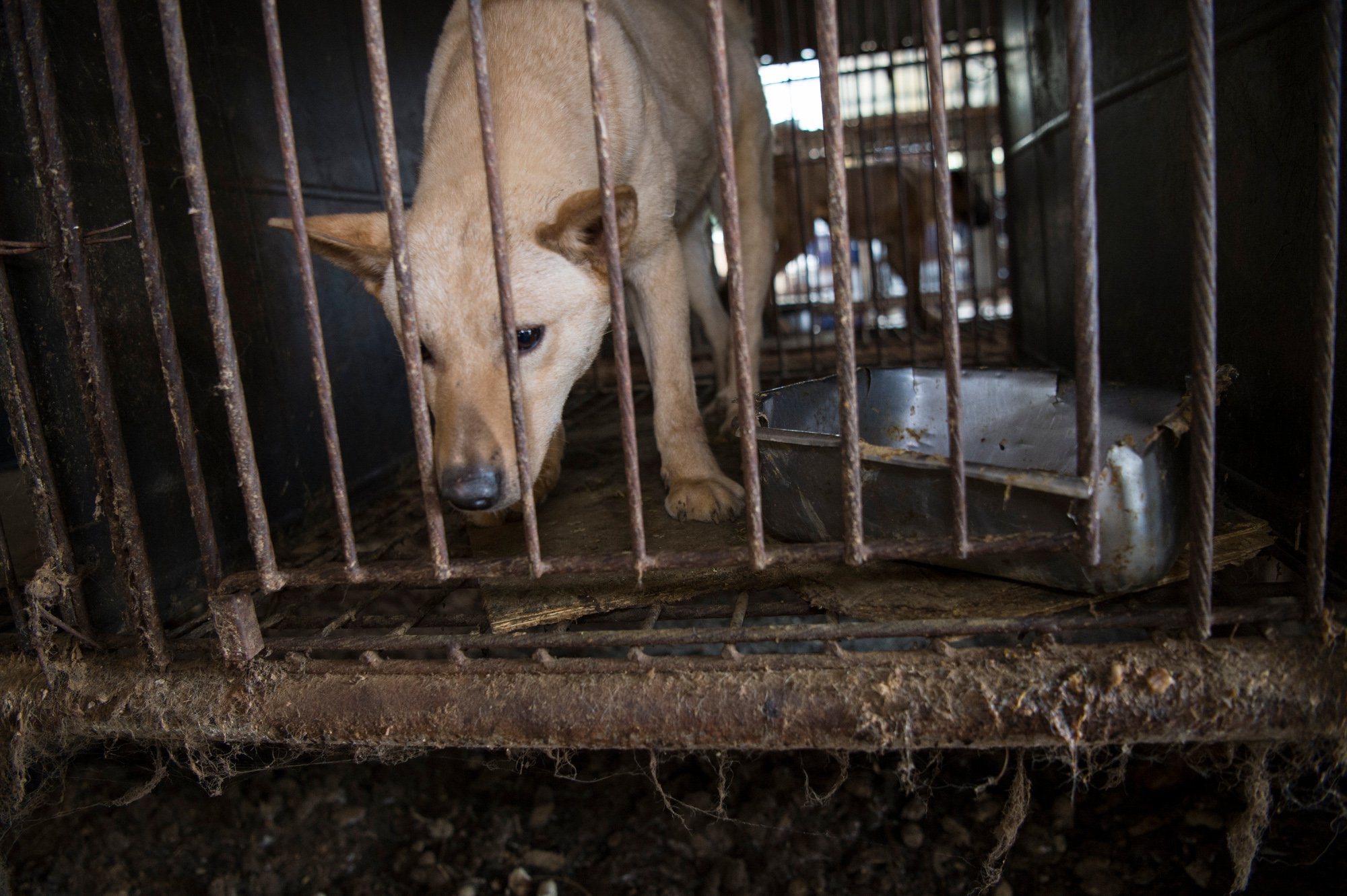 bok-nal-festival-viande-chien-coree-sud-10