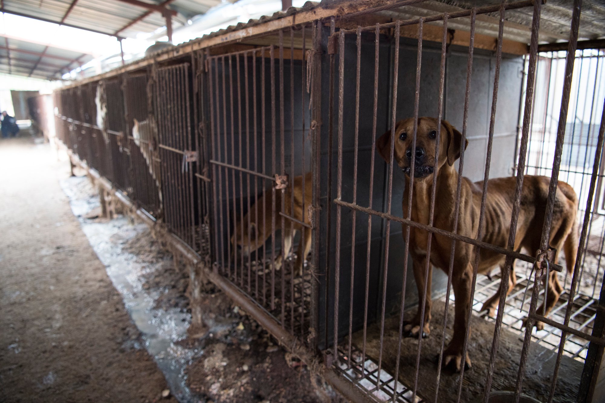 bok-nal-festival-viande-chien-coree-sud-9