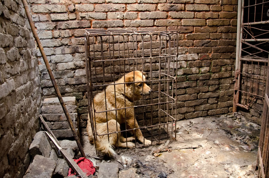 bok-nal-festival-viande-chien-coree-sud-6