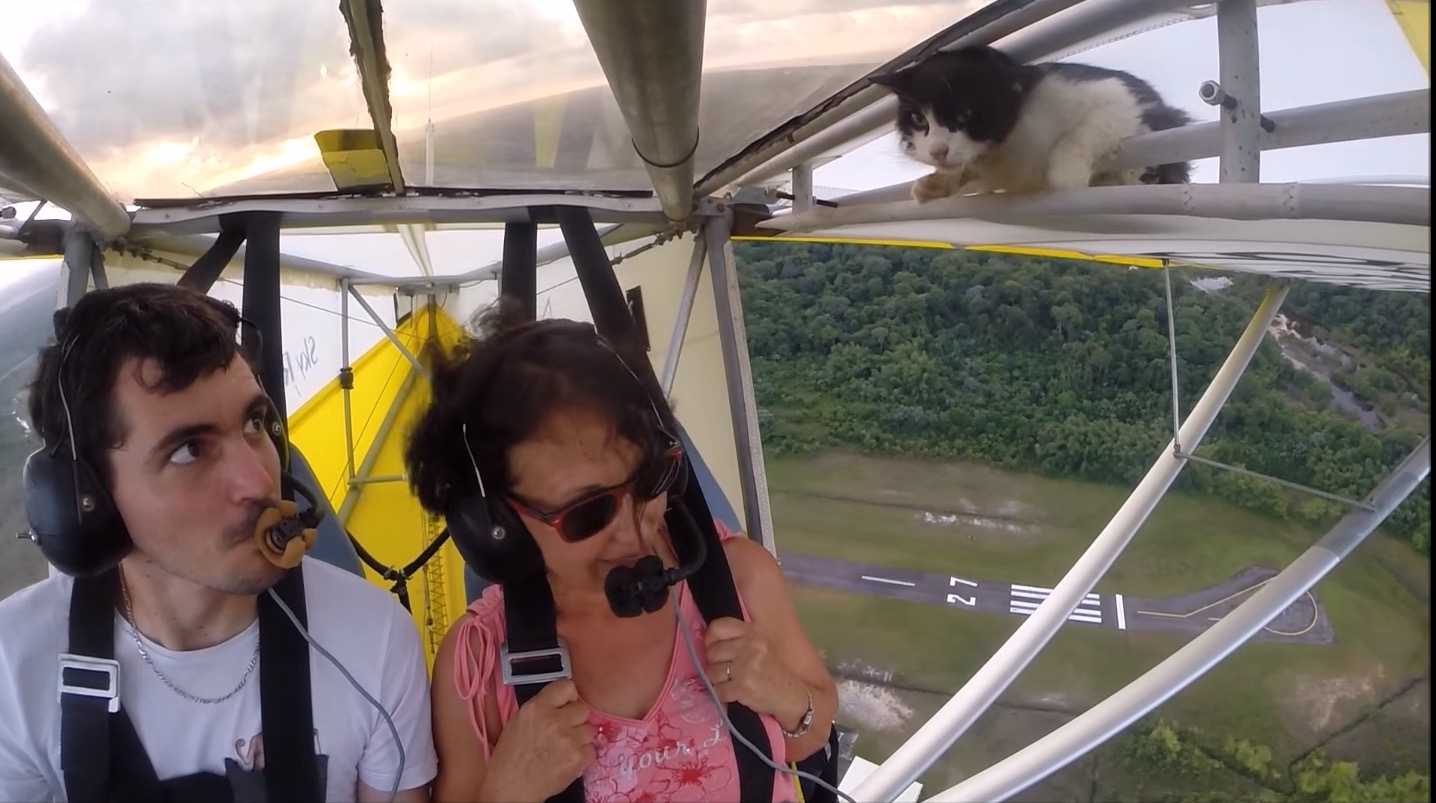 chat-ULM-mascotte-vol-1