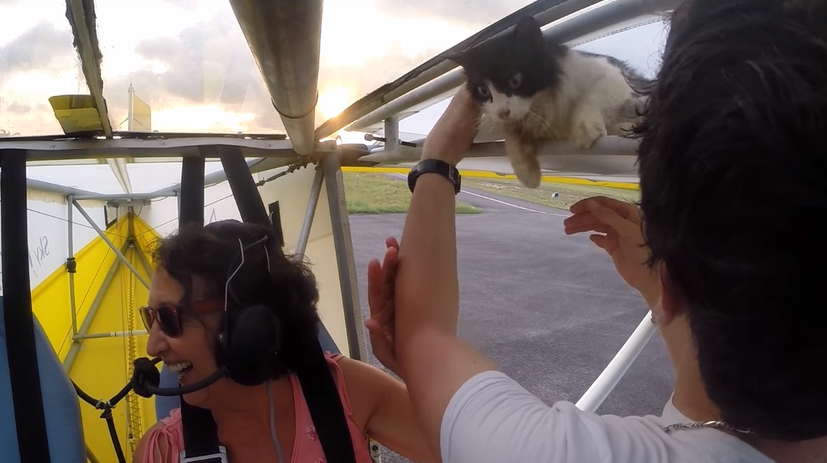 chat-ULM-mascotte-vol-5