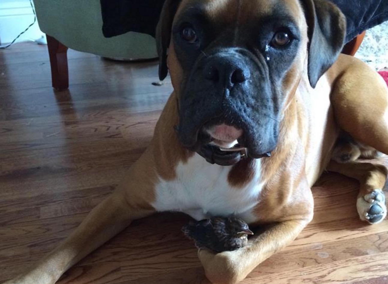 boxer-adopte-oiseau-rusty-2