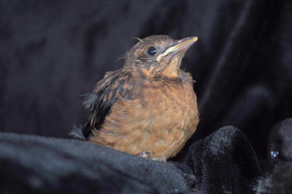 boxer-adopte-oiseau-rusty-9