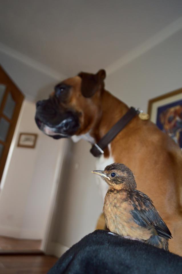 boxer-adopte-oiseau-rusty-5