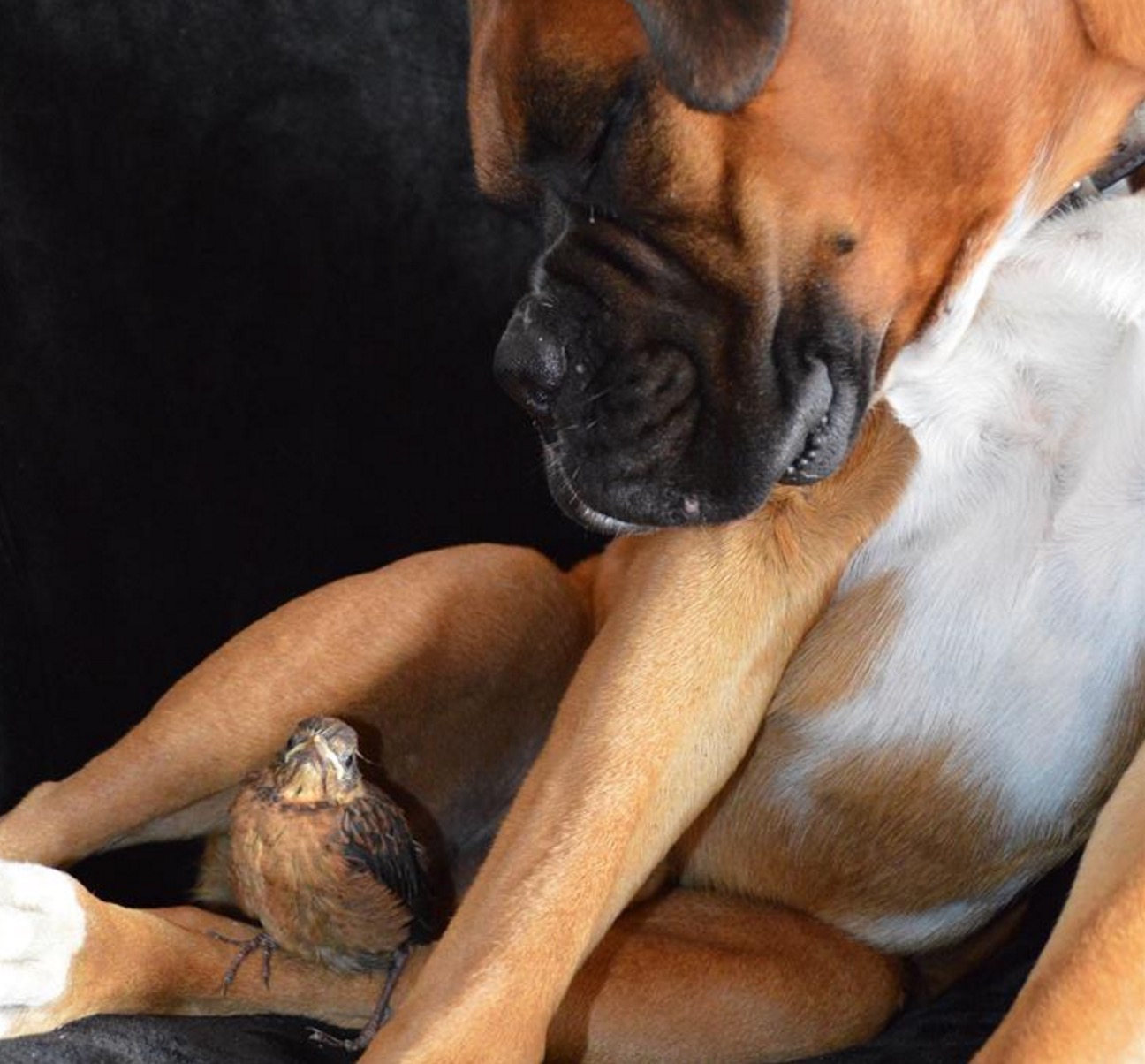 boxer-adopte-oiseau-rusty-4