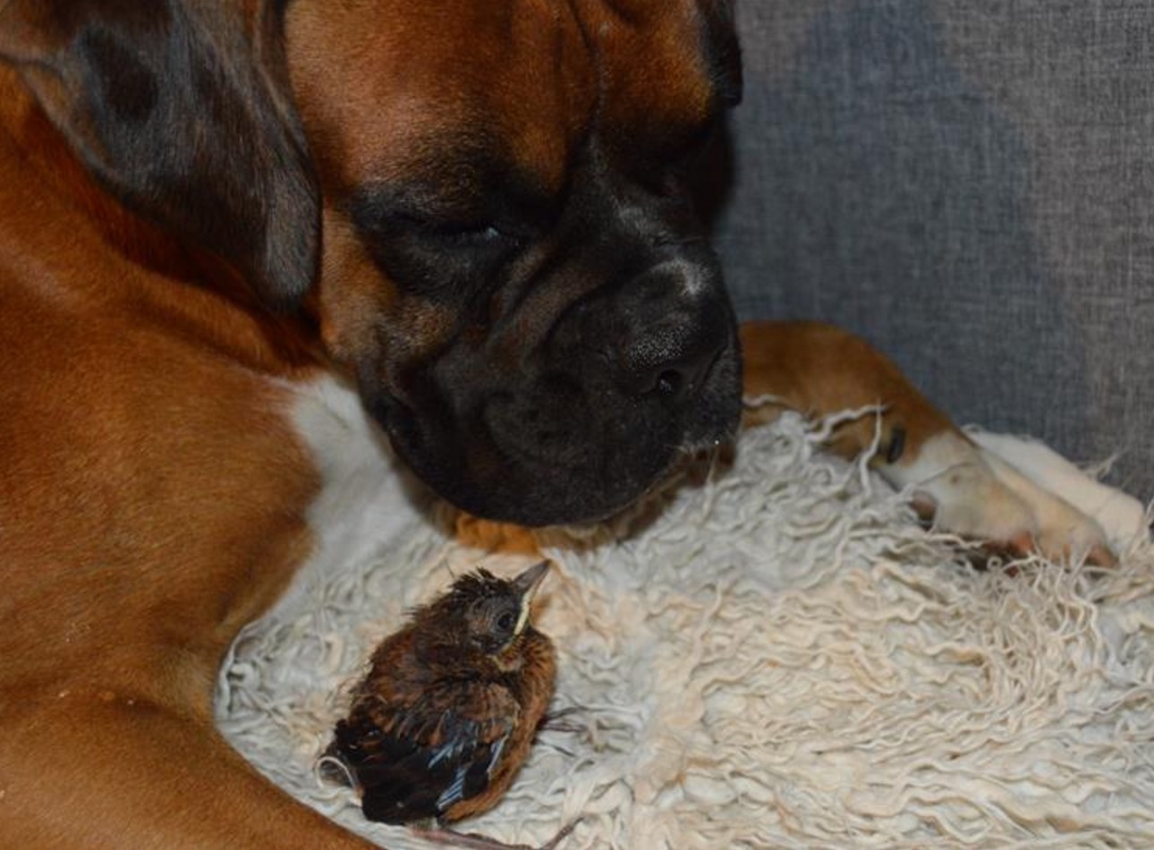 boxer-adopte-oiseau-rusty-3