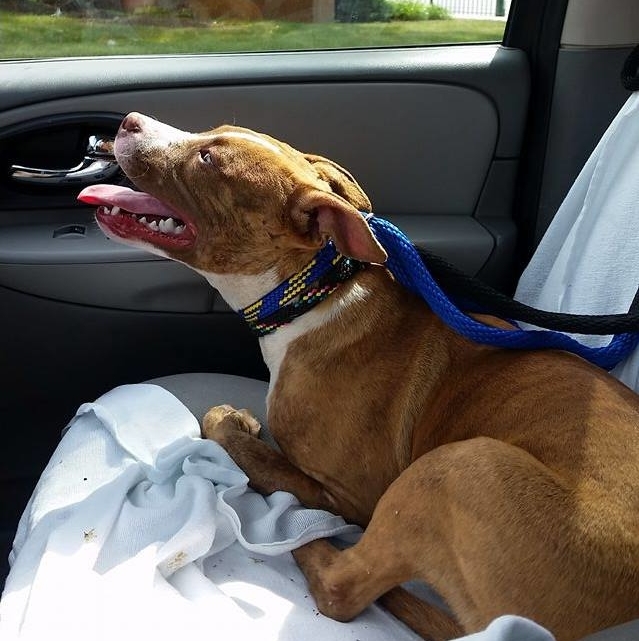 fletcher-scared-pitbull-3