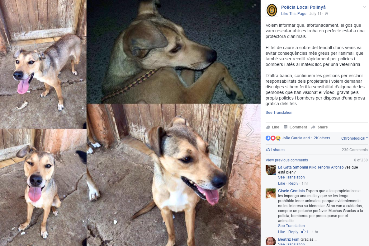 chien-saute-balcon-2