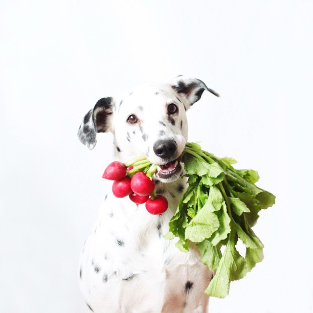 dog-vegetables