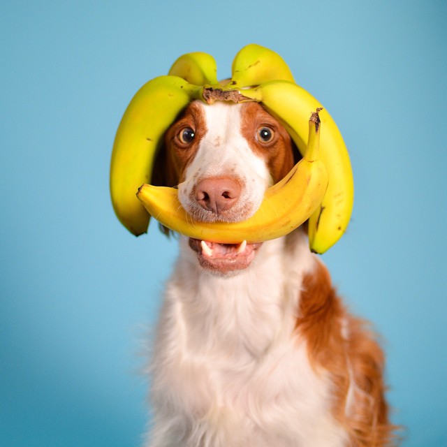 dog-bananas