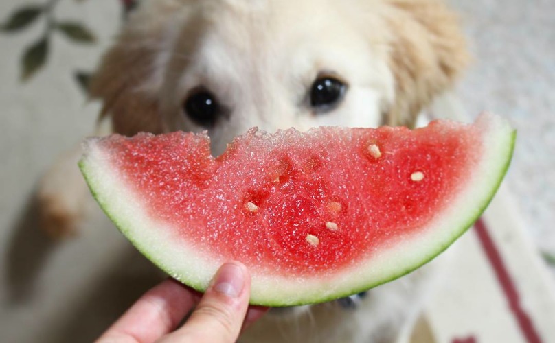 dog-summer-fruit-3