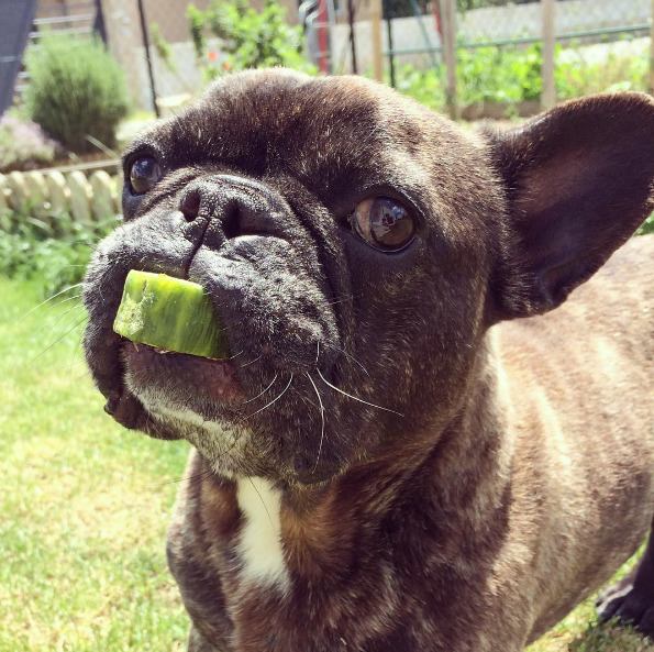 dog-summer-fruit-2