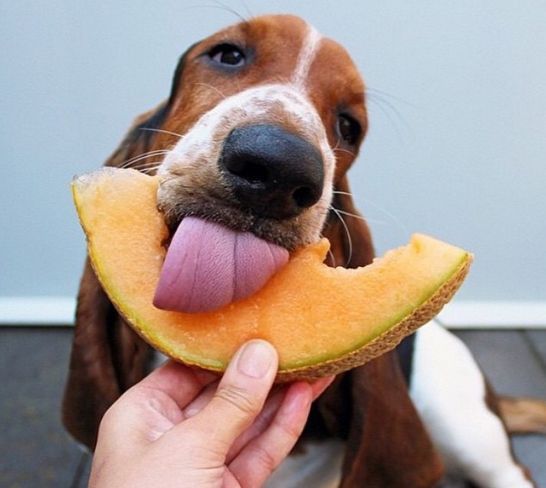 dog-summer-fruit-4