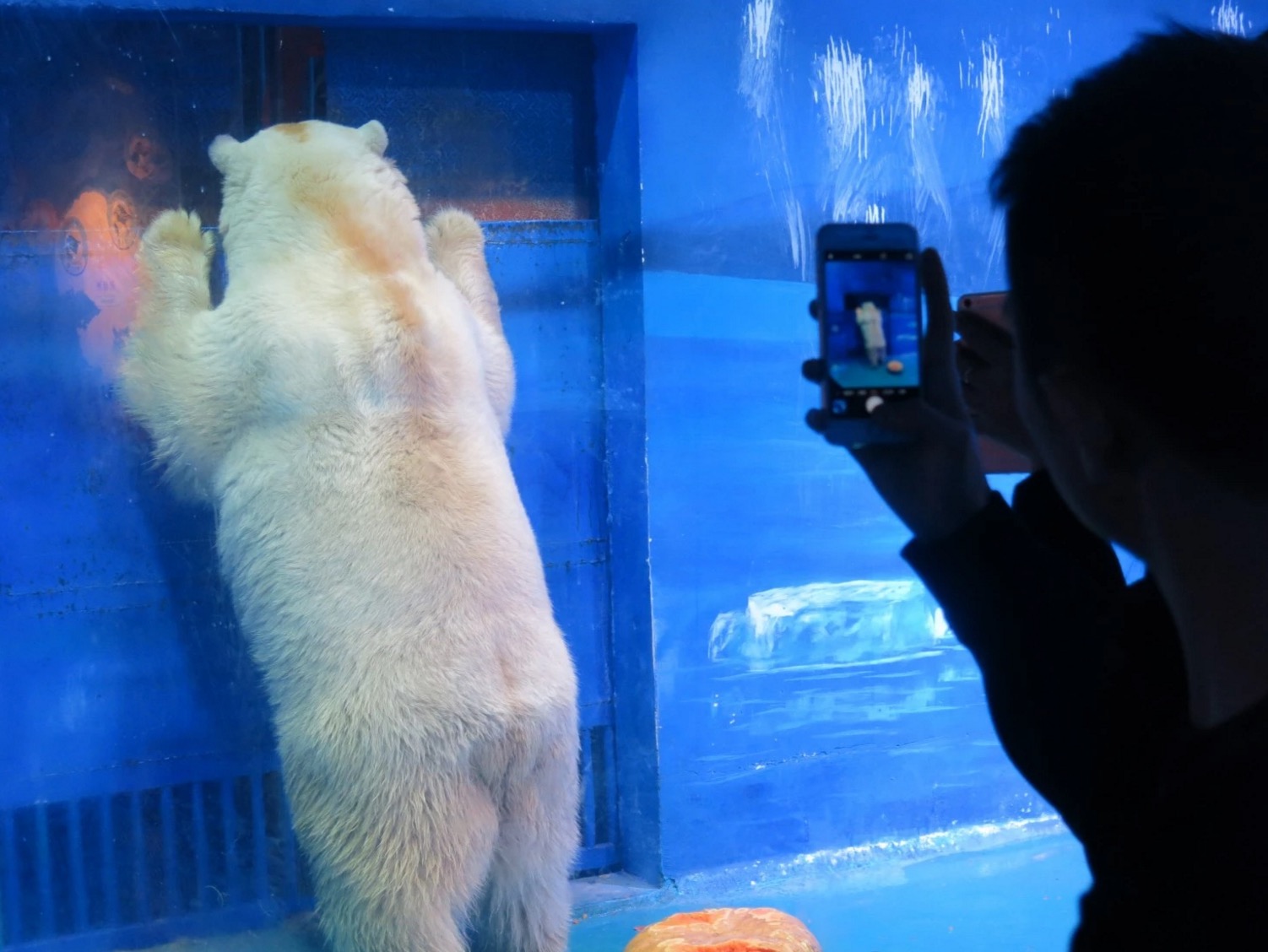 ours-polaire-centre-commercial-9
